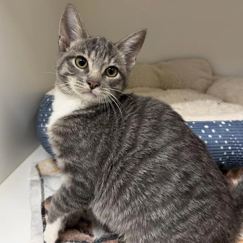 A baby small-sized female Domestic Short Hair cat named Tabitha for adoption in Stillwater, OK