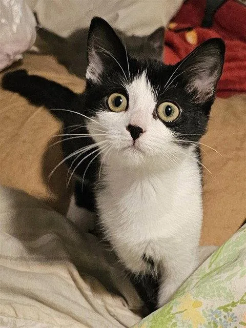 A baby medium-sized female Black & White / Tuxedo Domestic Short Hair cat named Tassel for adoption in Clyde, NC