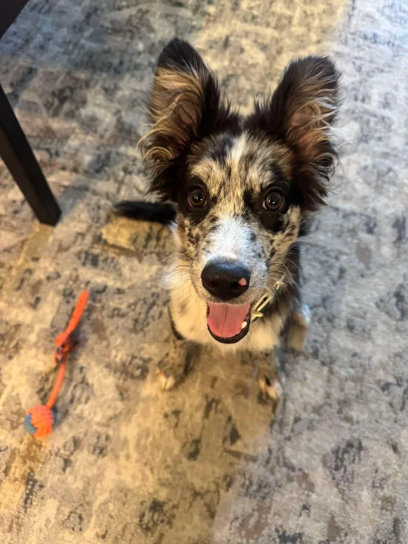 Oreo