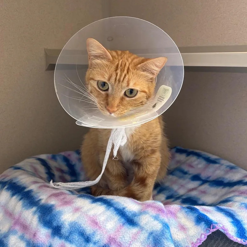 An adult medium-sized female Orange / Red Domestic Short Hair cat named Brooklyn for adoption in Redwood City, CA