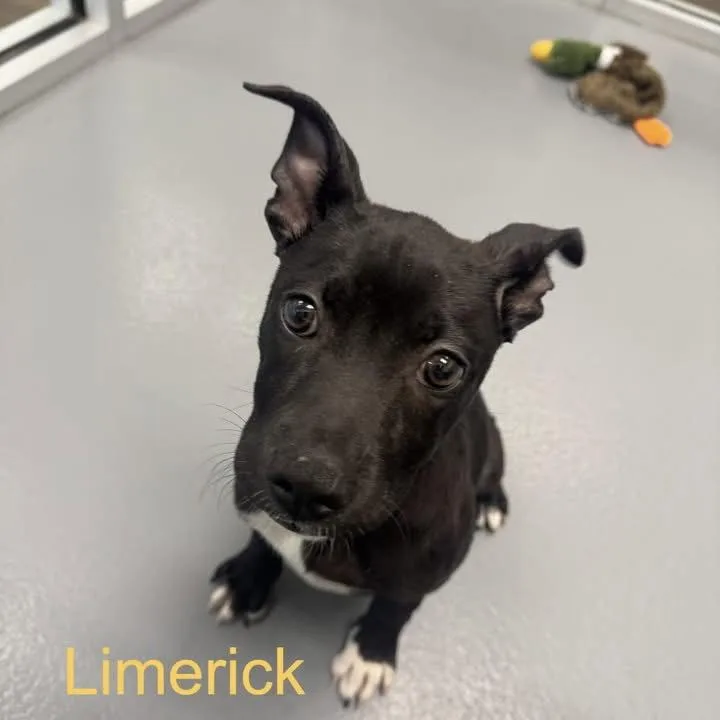 A baby medium-sized female Terrier dog named Limerick for adoption in Hilton Head Island, SC