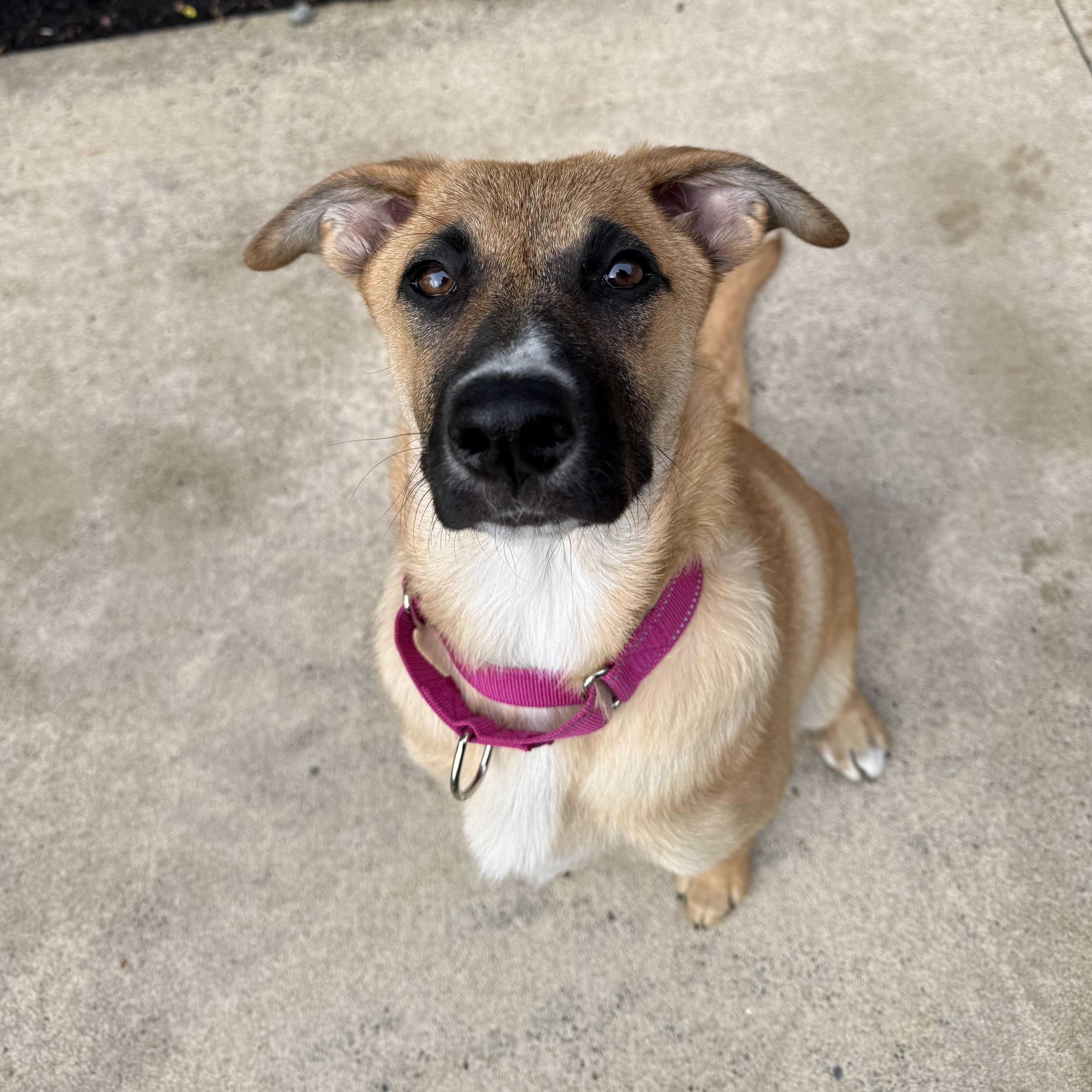 A baby medium-sized female Golden Shepherd dog named Roxie for adoption in Chatham, NJ