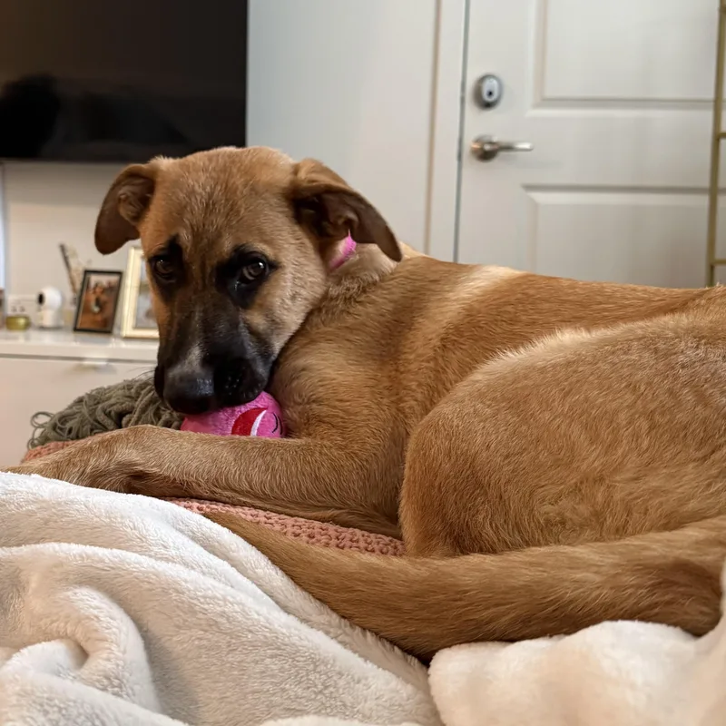 Roxie thumbnail 5