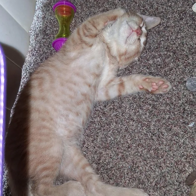A baby small-sized male Tabby (Orange / Red) Domestic Short Hair cat named Rody for adoption in Hudsonville, MI