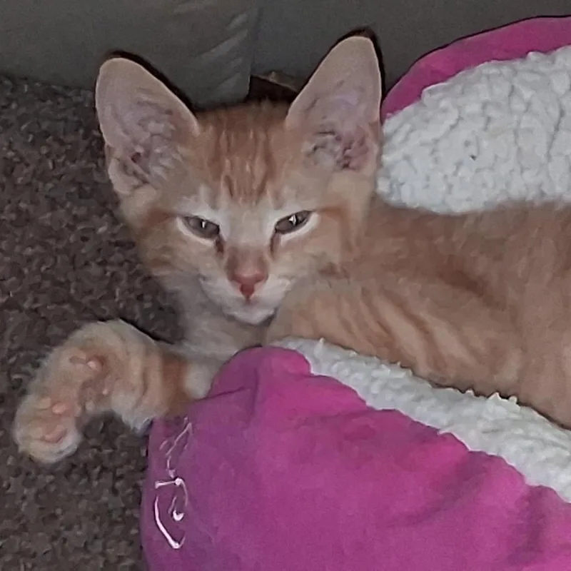 Rody thumbnail 2