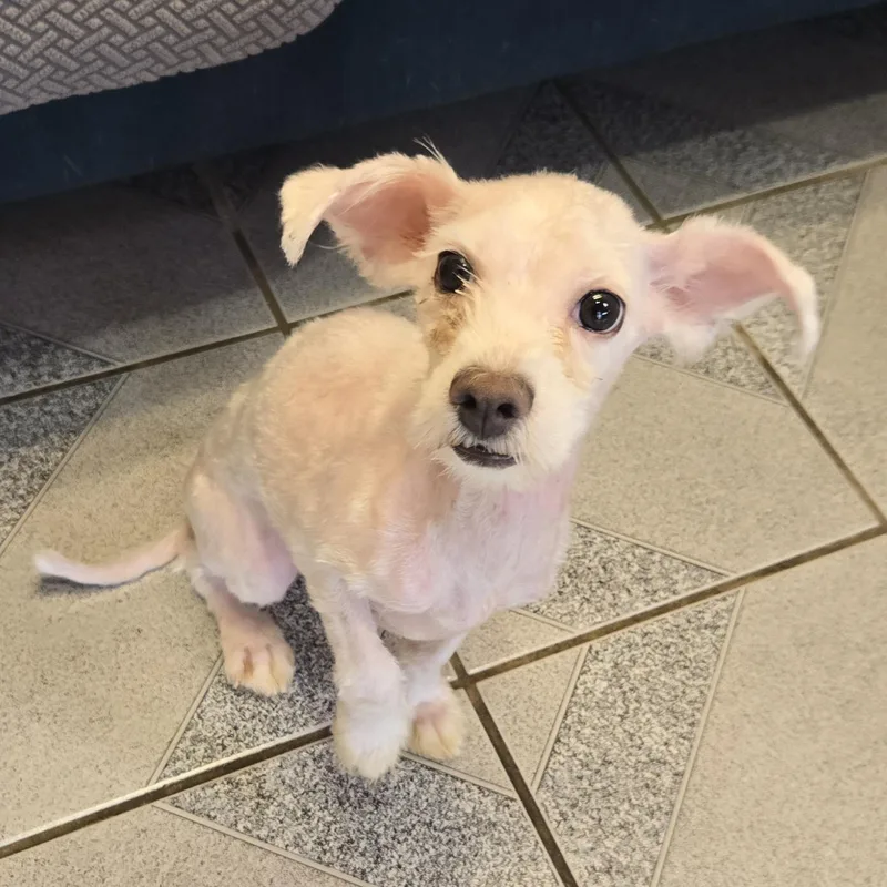 A young small-sized female White / Cream Bichon Frise dog named Carmen for adoption in Normal, IL