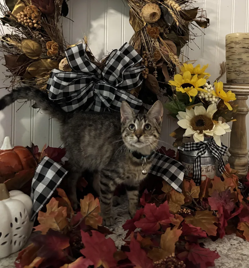 A young medium-sized male Tabby (Brown / Chocolate) Domestic Short Hair cat named Alvin for adoption in Hemingway, SC