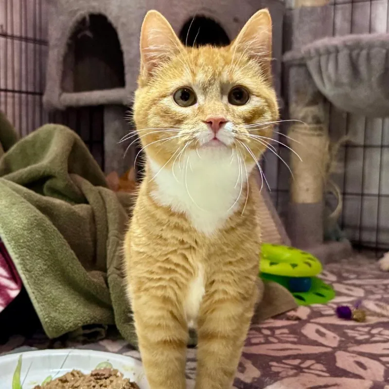An adult medium-sized male Orange & White Domestic Short Hair cat named Nouget for adoption in Rixeyville, VA