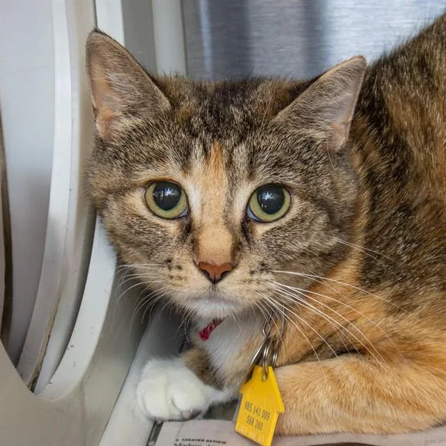 A young small-sized female Domestic Short Hair cat named Phoenix for adoption in St. Louis, MO