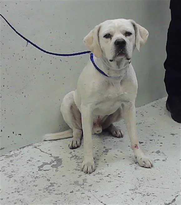 An adult medium-sized male Labrador Retriever dog named Tengen for adoption in Houston, TX