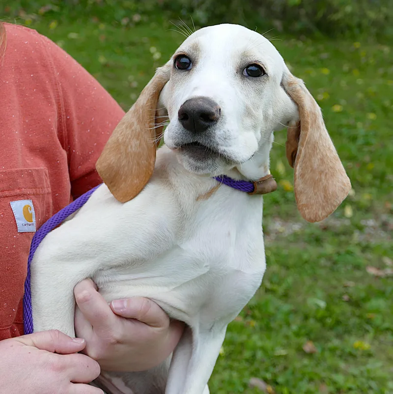 A baby medium-sized male White / Cream Pointer dog named Clyde for adoption in Beechbottom, WV