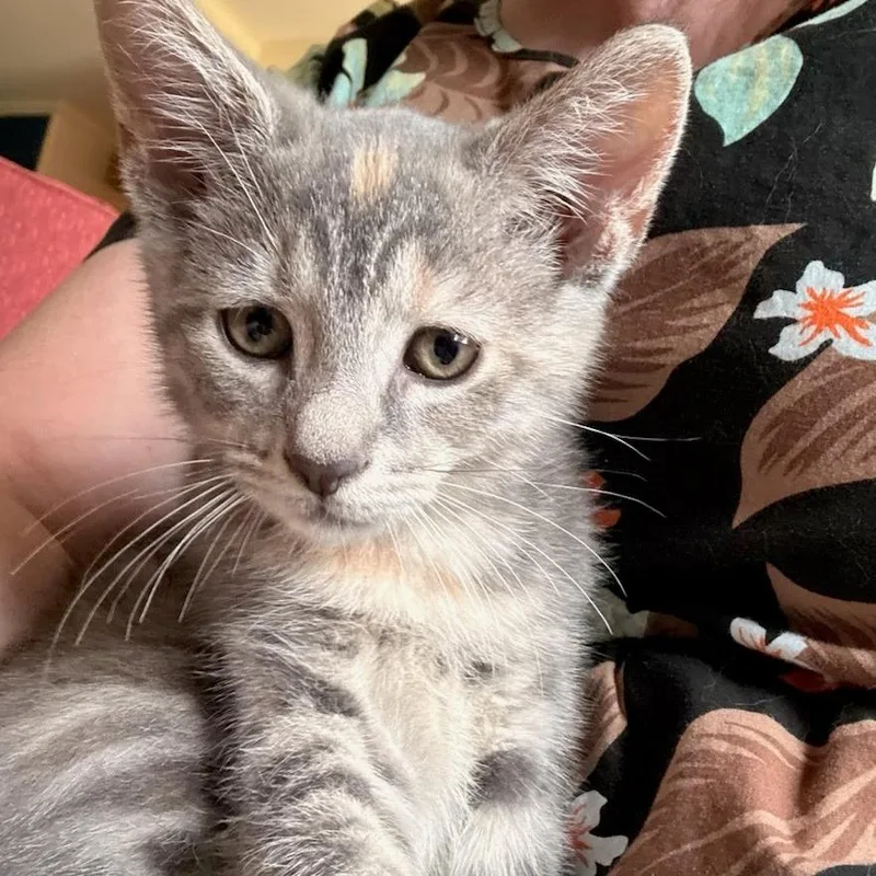 A baby small-sized female Calico Domestic Short Hair cat named Dusty for adoption in Newport News, VA