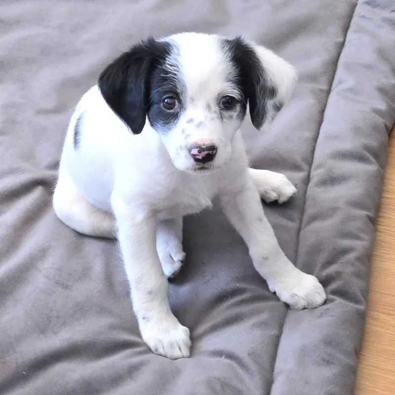A baby medium-sized female White / Cream Mixed Breed dog named Maxie for adoption in Prescott, AZ
