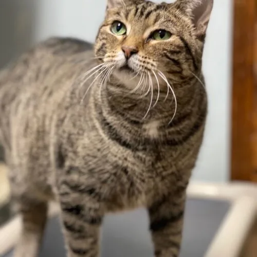 An adult medium-sized female Tabby (Brown / Chocolate) Domestic Short Hair cat named Georgia for adoption in Tipp City, OH