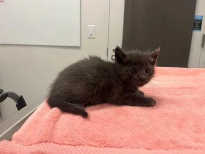 A baby small-sized female Gray / Blue / Silver Domestic Short Hair cat named Rachel Green for adoption in Kansas City, MO