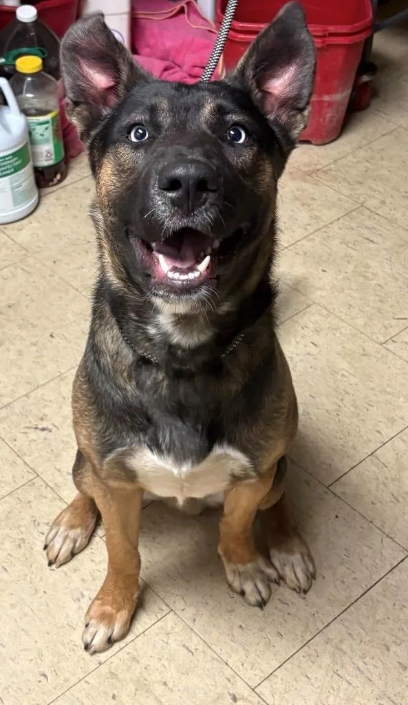 A baby large-sized male German Shepherd Dog dog named Gizzard for adoption in Chillicothe, OH