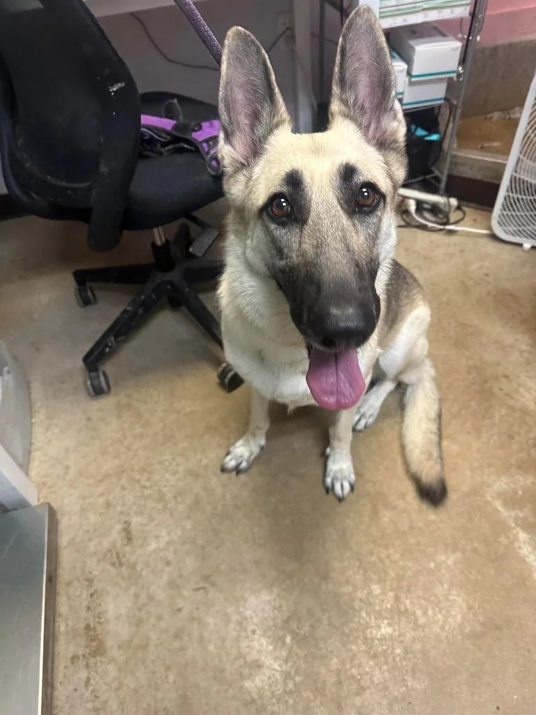A young large-sized female German Shepherd Dog dog named Lady for adoption in New Braunfels, TX
