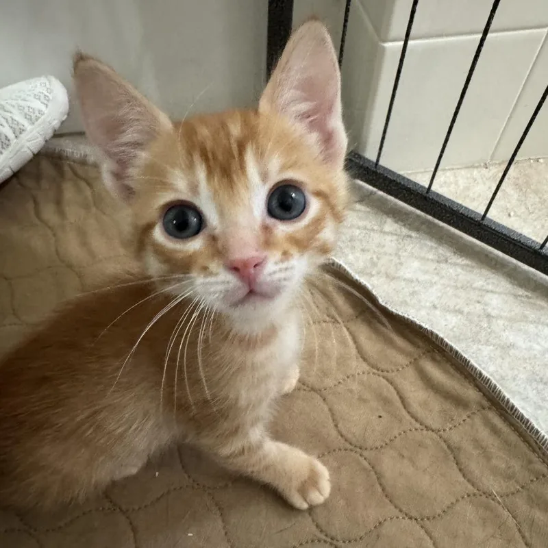 A baby small-sized male Orange / Red Domestic Short Hair cat named Louie for adoption in Hemet, CA