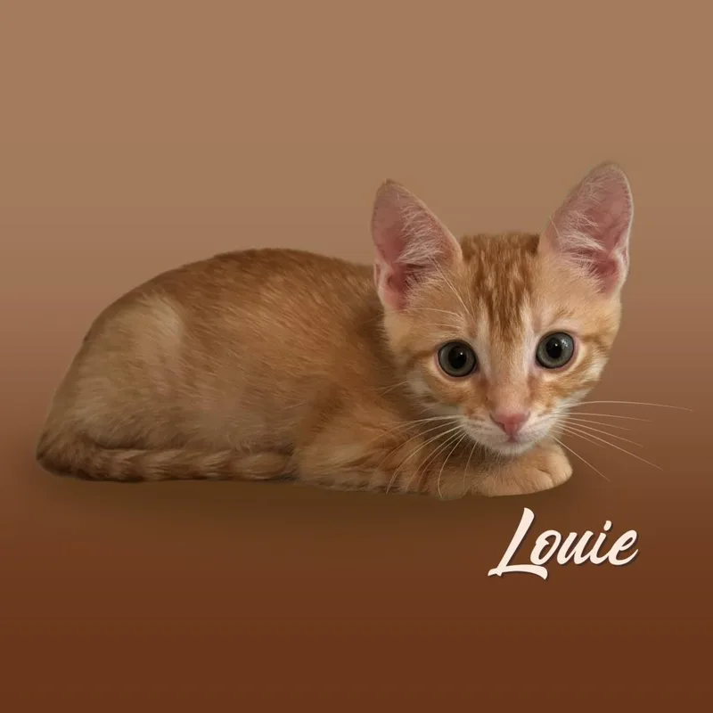 Louie thumbnail 3