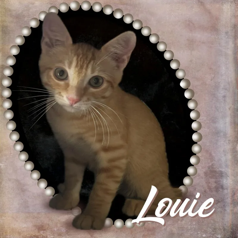 Louie thumbnail 5