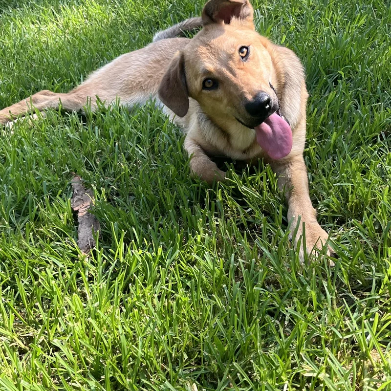 A baby medium-sized female Yellow / Tan / Blond / Fawn German Shepherd Dog dog named Baby for adoption in Rock Hill, SC