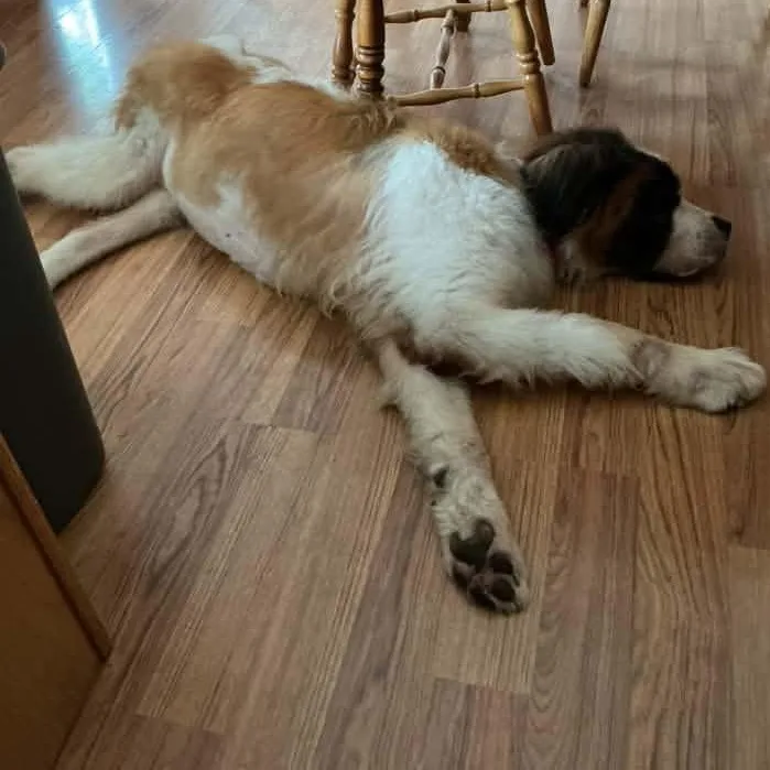 An adult extra large-sized male Saint Bernard dog named Saint B for adoption in Racine, WI
