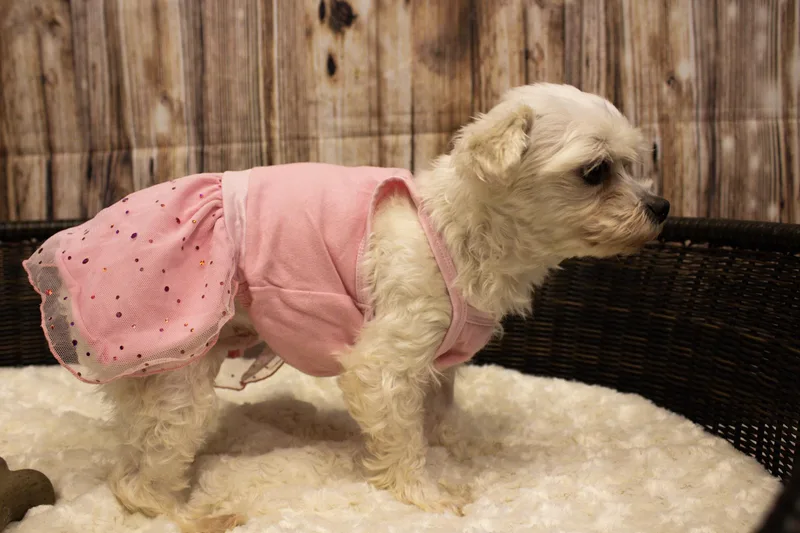 An adult small-sized female White / Cream Maltese dog named Stacie for adoption in Neillsville, WI