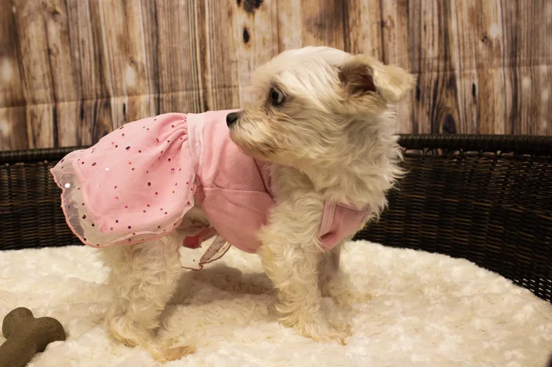 Stacie thumbnail 2