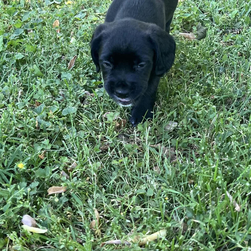 A baby medium-sized female Black Cocker Spaniel dog named Daisy for adoption in Rock Hill, SC