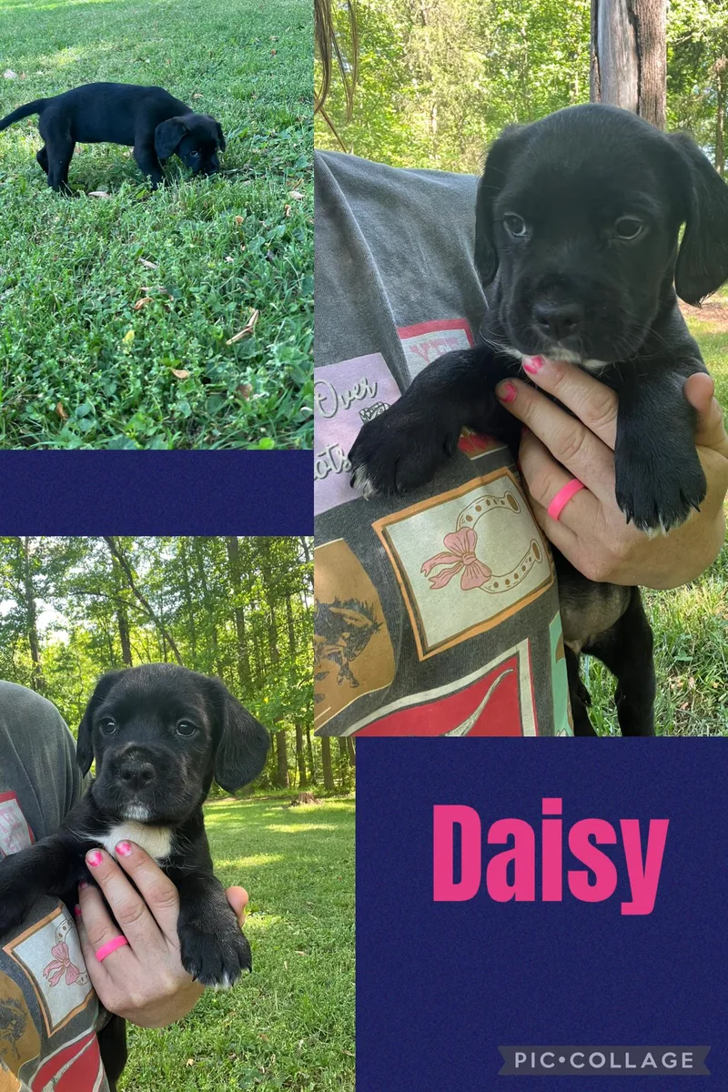 Daisy thumbnail 4