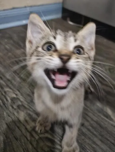Ace