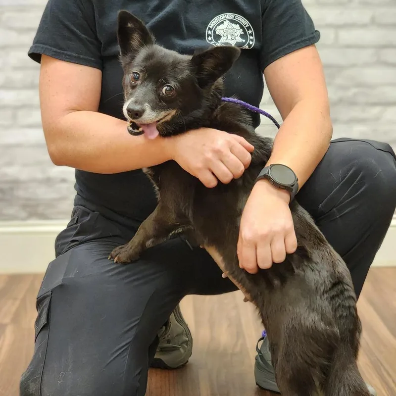 An adult small-sized female Black Chihuahua dog named Widget for adoption in Montgomery, AL