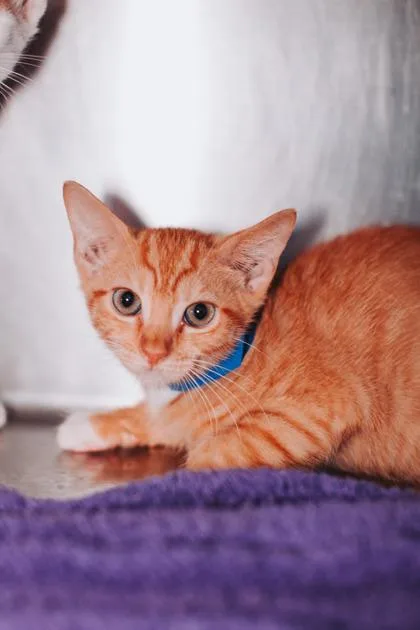 An adult small-sized male Domestic Short Hair cat named a Beans & ToastPetSmart for adoption in North Charleston, SC