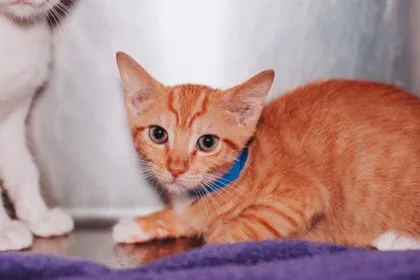 a Beans & ToastPetSmart thumbnail 2