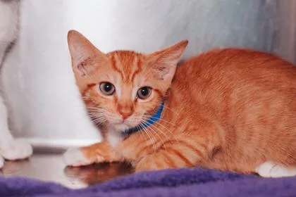 a Beans & ToastPetSmart thumbnail 3