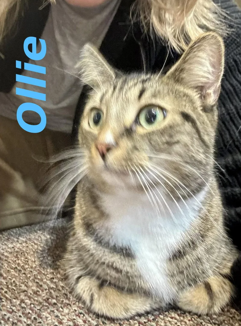Ollie thumbnail 2