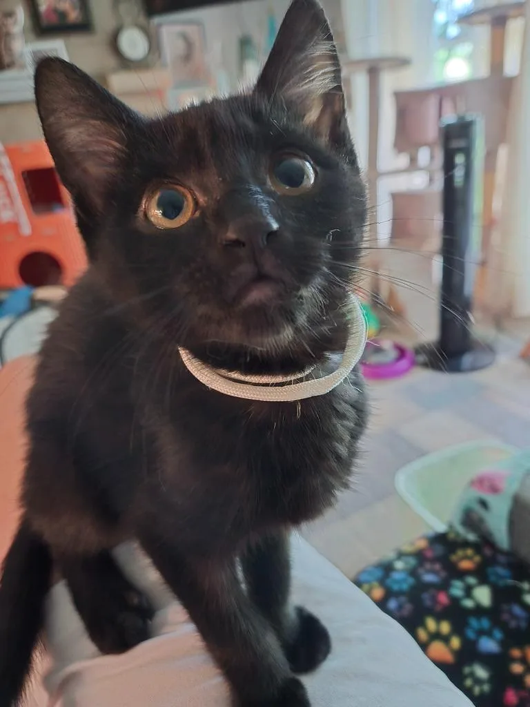 A baby medium-sized male Domestic Short Hair cat named Chilli for adoption in South Bend, IN