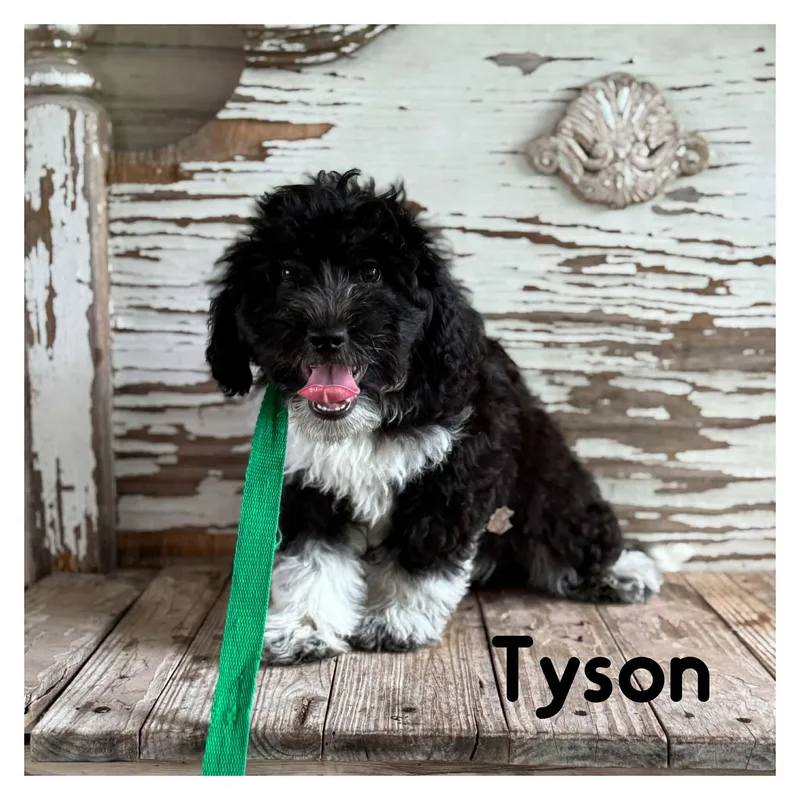A young medium-sized male Shih Tzu dog named Tyson for adoption in University Place, WA