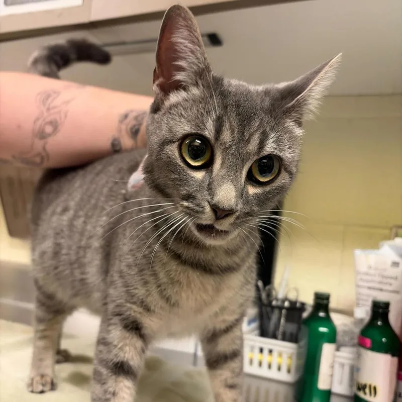 A young medium-sized female Gray / Blue / Silver Domestic Short Hair cat named Joyce Byers for adoption in Asheville, NC