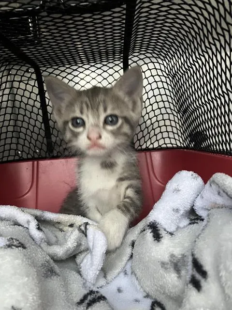 A baby medium-sized female Domestic Medium Hair cat named Joan for adoption in Dallas, TX