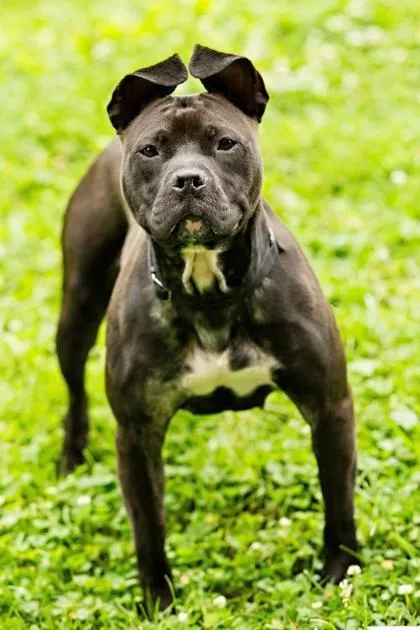 An adult medium-sized female Mixed Breed dog named Brandy for adoption in West Chester, PA