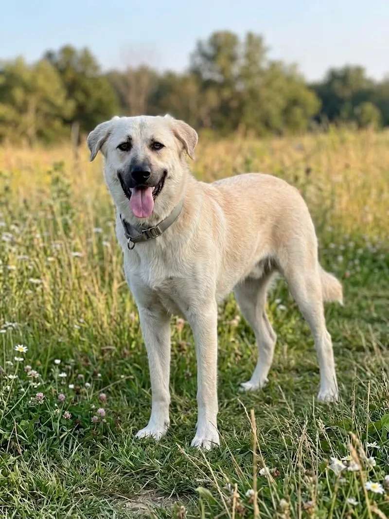 An adult large-sized male Apricot / Beige Great Pyrenees dog named Monte for adoption in Lancaster, SC
