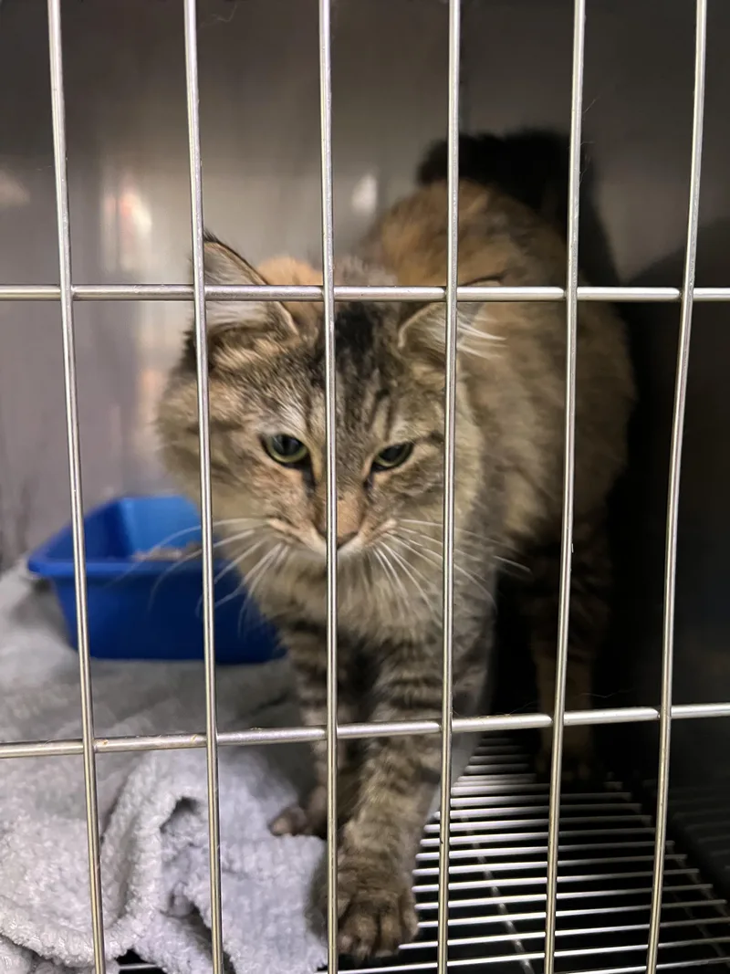 A young large-sized female Domestic Long Hair cat named Snickers for adoption in Sparta, NC