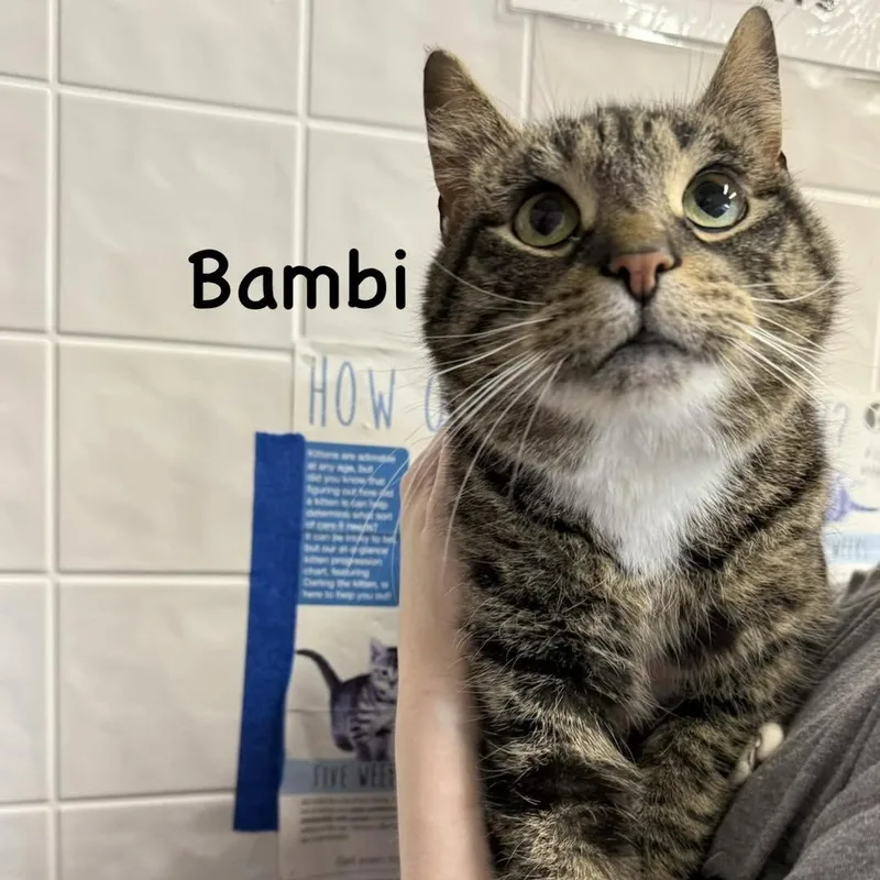 A young medium-sized female Tabby (Brown / Chocolate) Domestic Short Hair cat named Bambi for adoption in Grand Rapids, MI