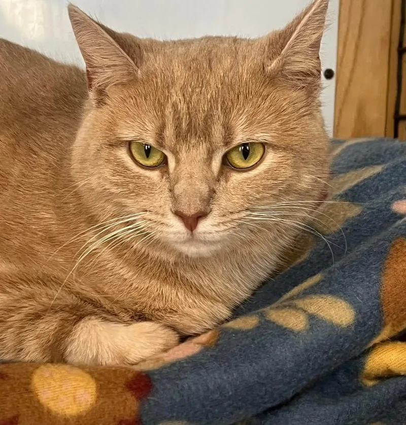 An adult medium-sized female Domestic Short Hair cat named Penny for adoption in Johnston, RI