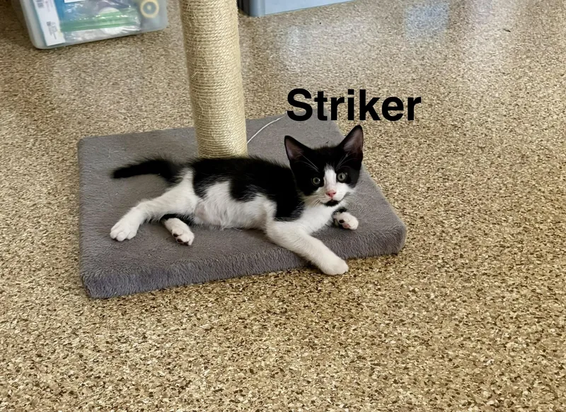 A baby small-sized male Black & White / Tuxedo Tuxedo cat named Striker for adoption in Queen Creek, AZ