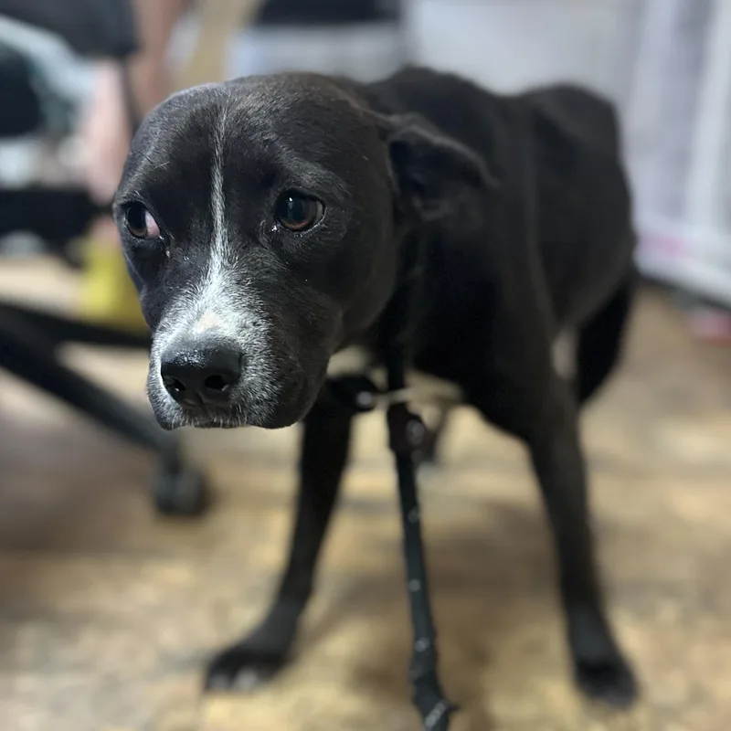 A young medium-sized female Black Pit Bull Terrier dog named Magenta for adoption in Columbia, SC