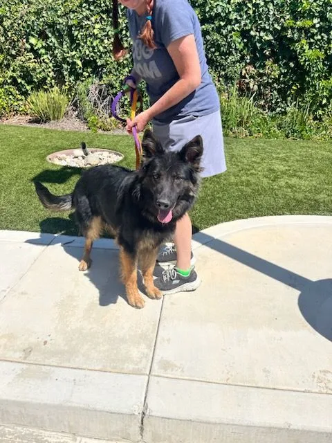 Weeny Cooper thumbnail 2