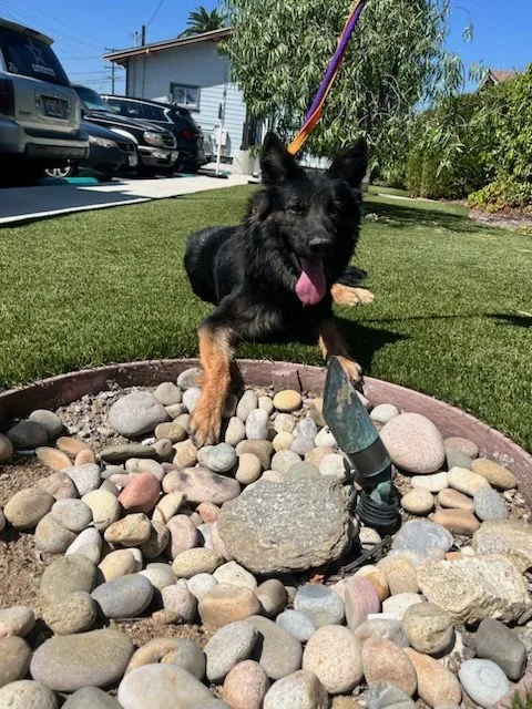 Weeny Cooper thumbnail 3