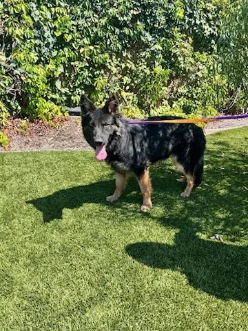 Weeny Cooper thumbnail 6